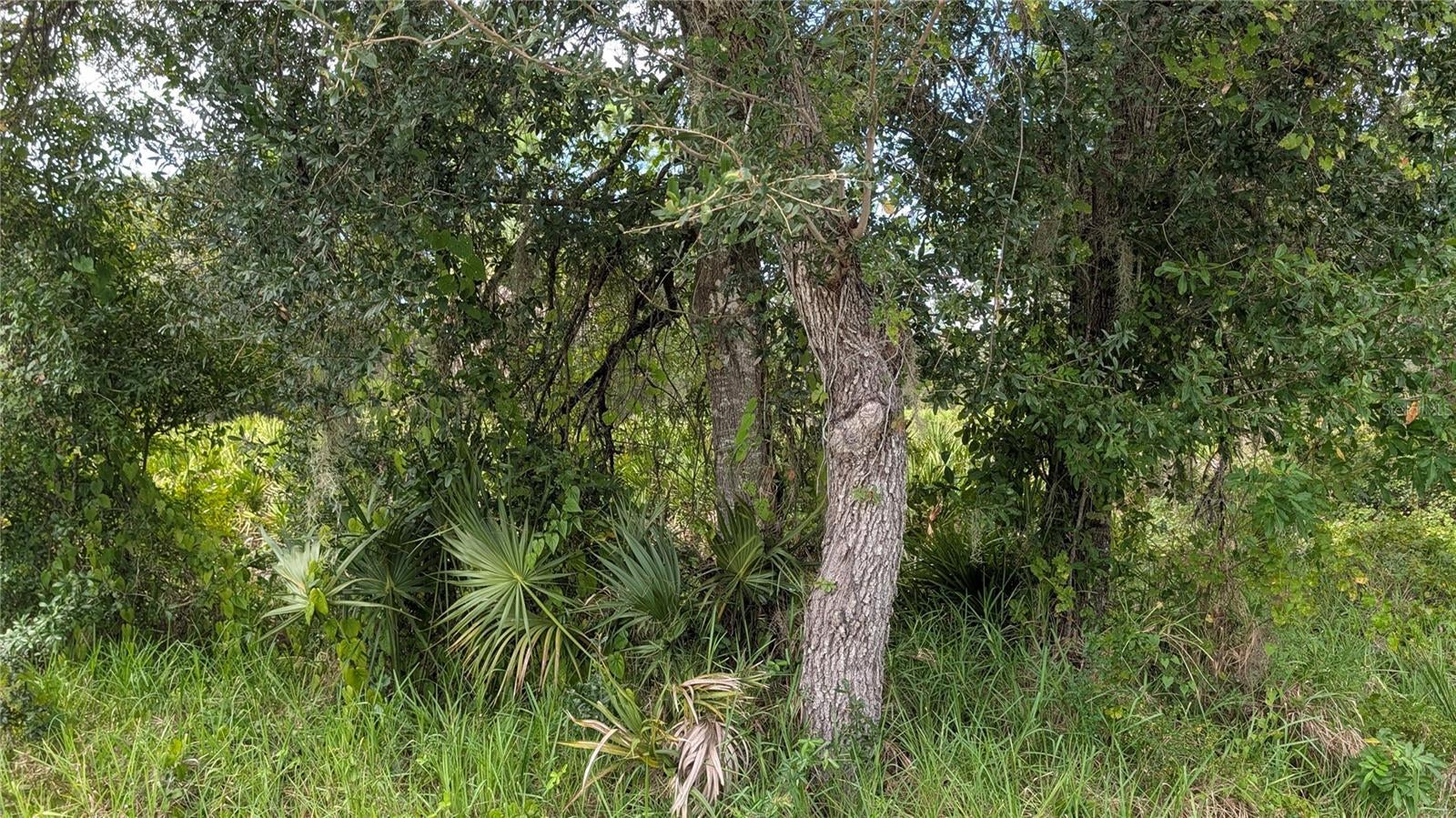 3241 DOUGLAS ROAD