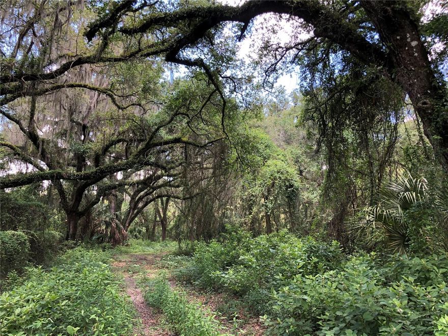 Location, location, location. Over 11 acres just North of Hwy 60 on County Line Rd. Make this your own tropical paradise. Price is for land only. The property is a mixture of clear pasture land and gorgeous old Florida wooded land. Zoning is Agricultural SF Estate-1ut per 2.5 Acres. Great lot to build your custom home or multiple homes. Most of the property is already fenced. There are no structures on the property. Virgin land, not reclaimed. Feel like you are way out in the country when you are actually minutes to shopping and just 15 minutes to I-4. We have been in touch with a new home builder who can give you some pricing and ideas of where to place the driveway and where to build the home(s). I would be happy to share that information with you. Some of the pictures are possible homes that can be built on this land. Build with GJ Gardner Homes Tampa North and receive $5,000.00 towards Upgrade Incentives, or use a builder of your choosing. Photos of homes and plans are Copyright Property of G.J. Gardner Homes 2023. For detailed home pricing I can put you in touch with a new homes consultant. Call today to view this beautiful property.