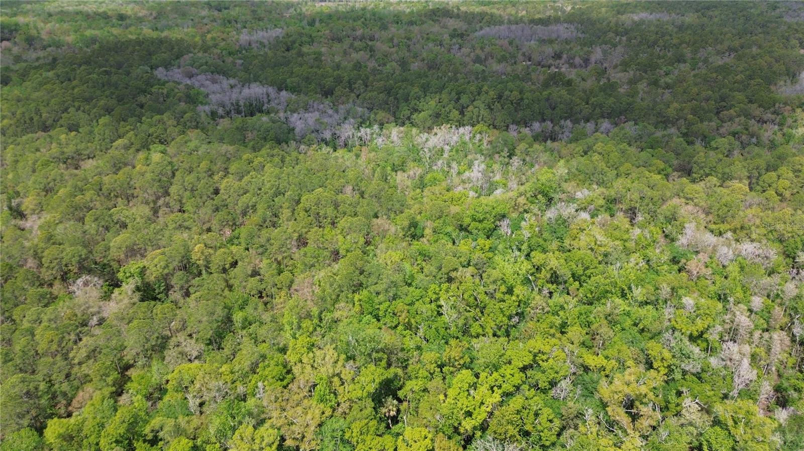 TAMPA DOWNS RANCHETTES UNREC - Land