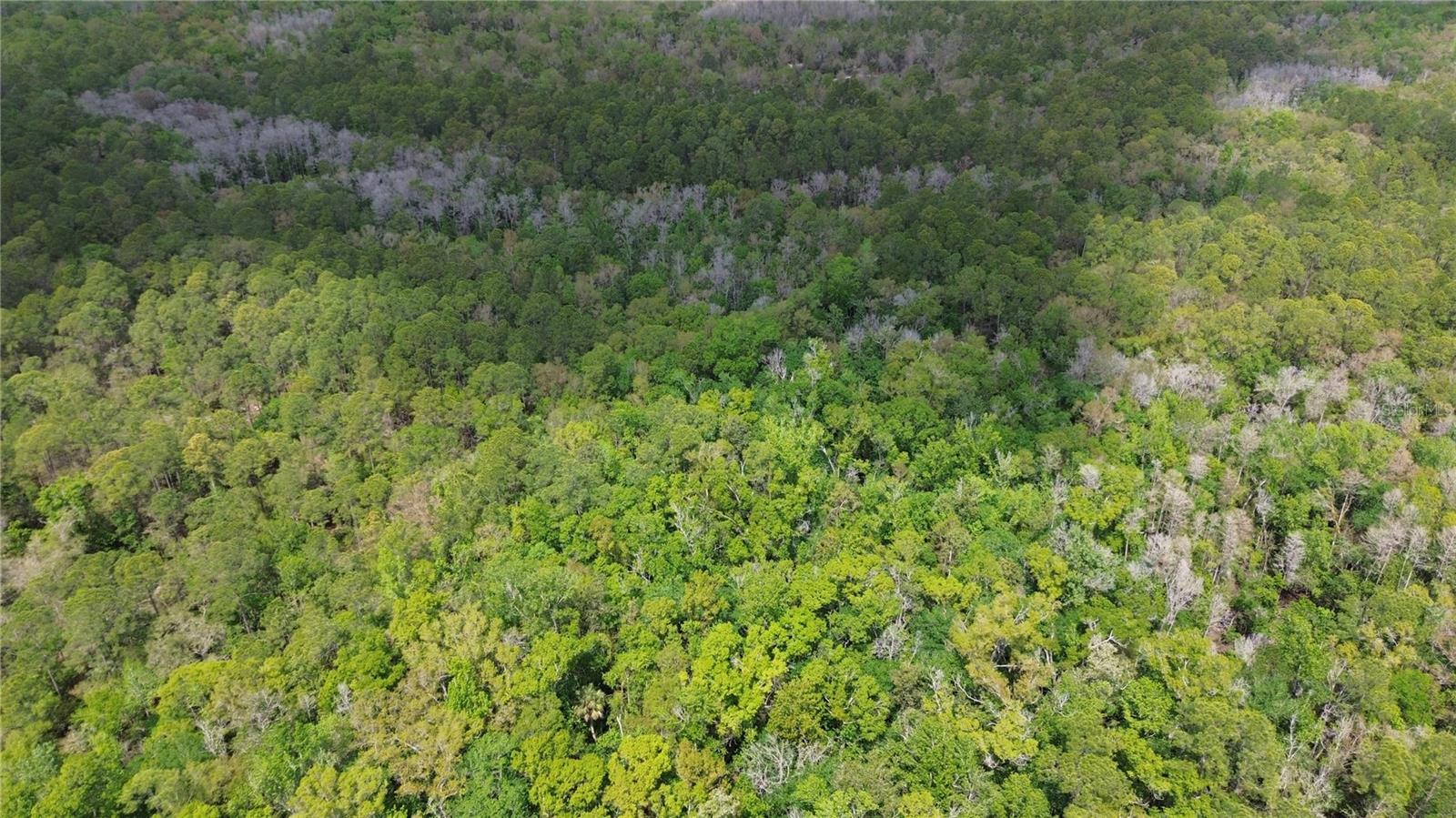 TAMPA DOWNS RANCHETTES UNREC - Land