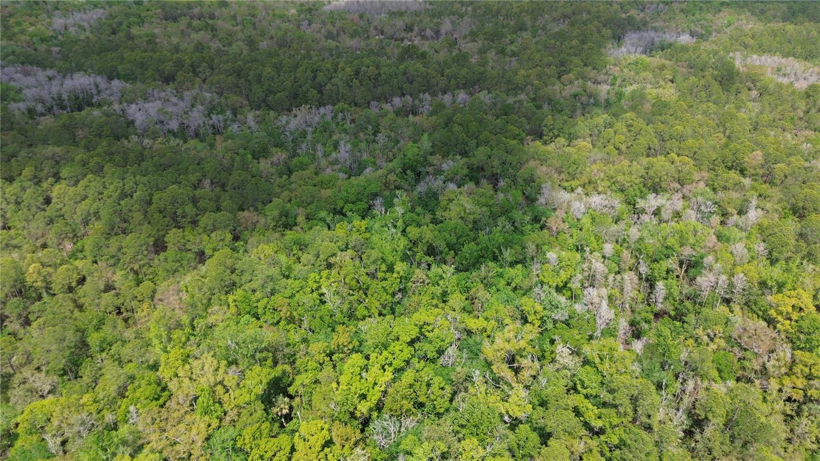 TAMPA DOWNS RANCHETTES UNREC - Land