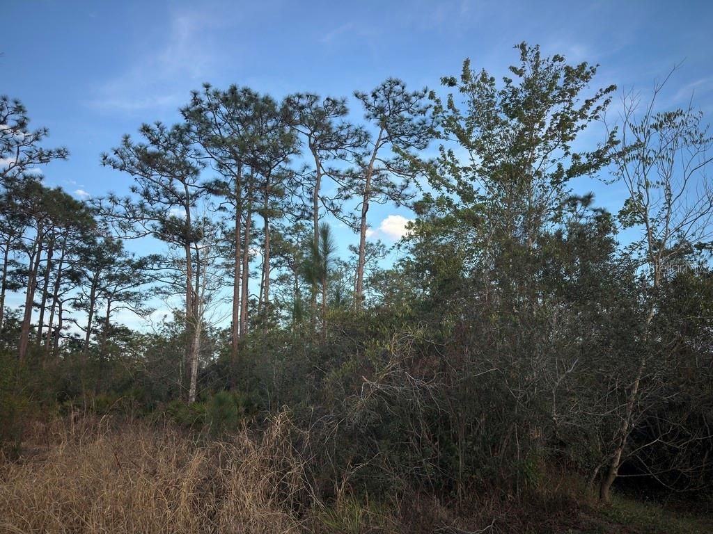 Photo of 0 Richmond Road, Saint Cloud, FL 34773 (MLS # S5144277)