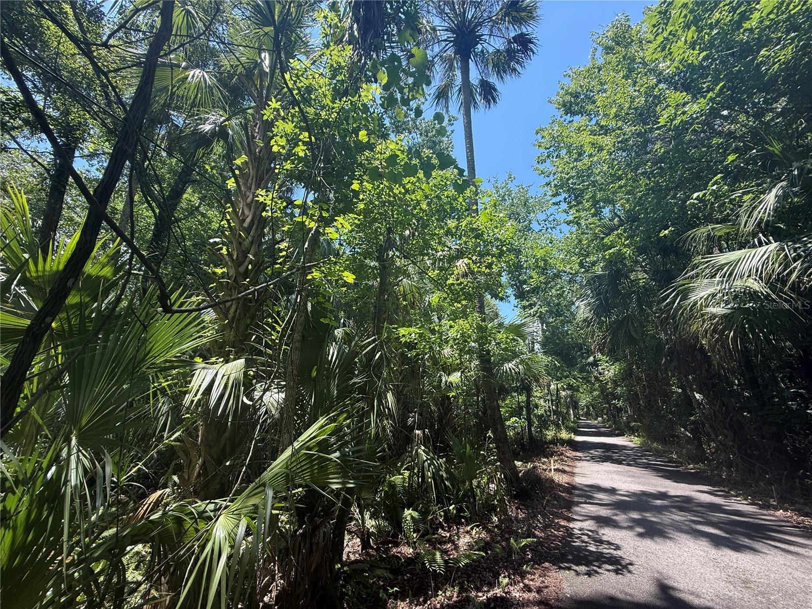 BLACK HAMMOCK - Land