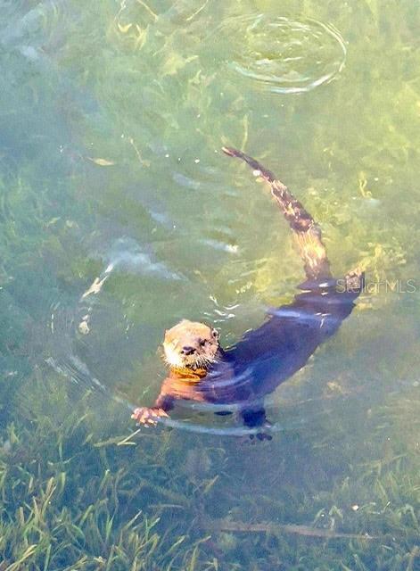 WEEKI WACHEE SHORES - Residential