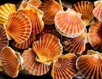 WEEKI WACHEE SHORES - Residential