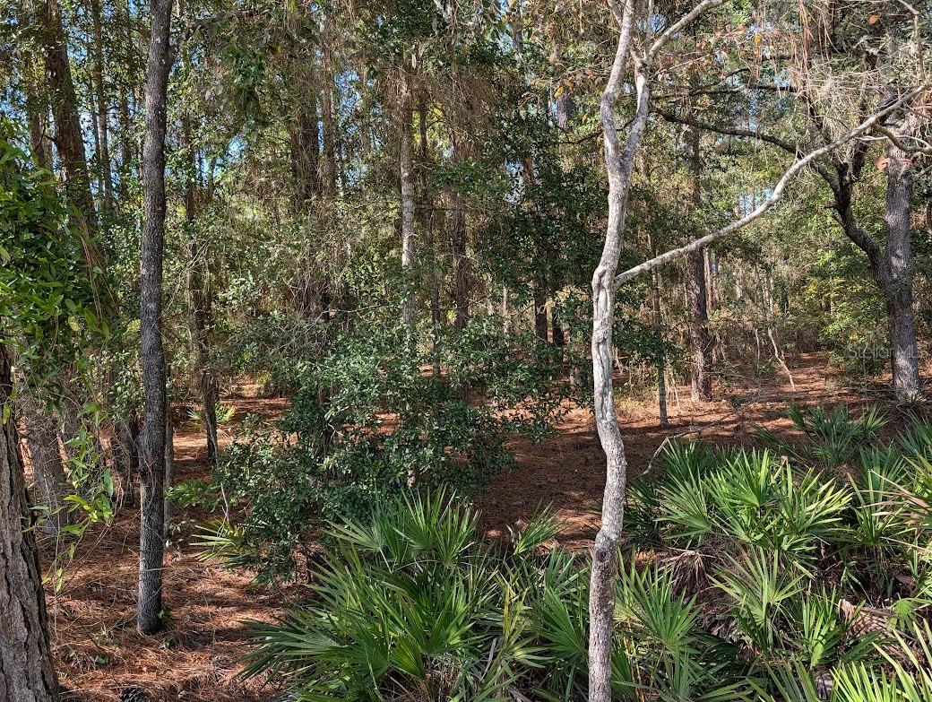 ROLLING HILLS - Land