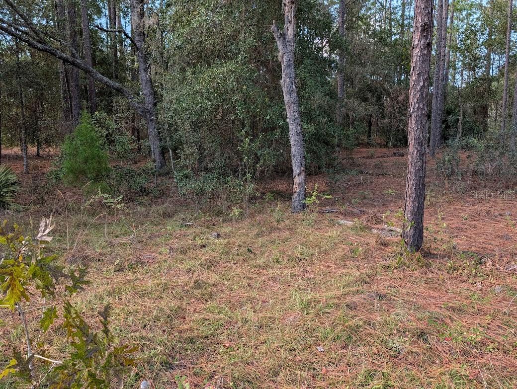 ROLLING HILLS - Land