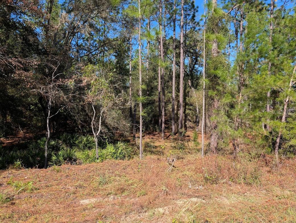 ROLLING HILLS - Land