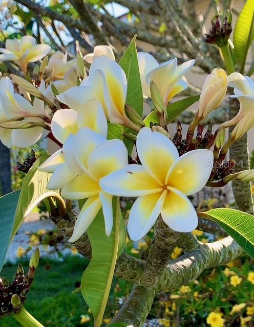 PUNTA GORDA ISLES SEC 05 - Residential