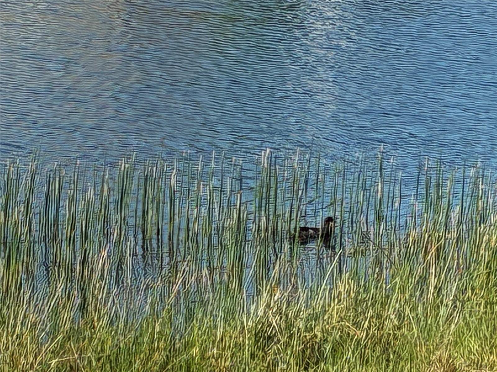 WATERFORD ESTATES - Residential