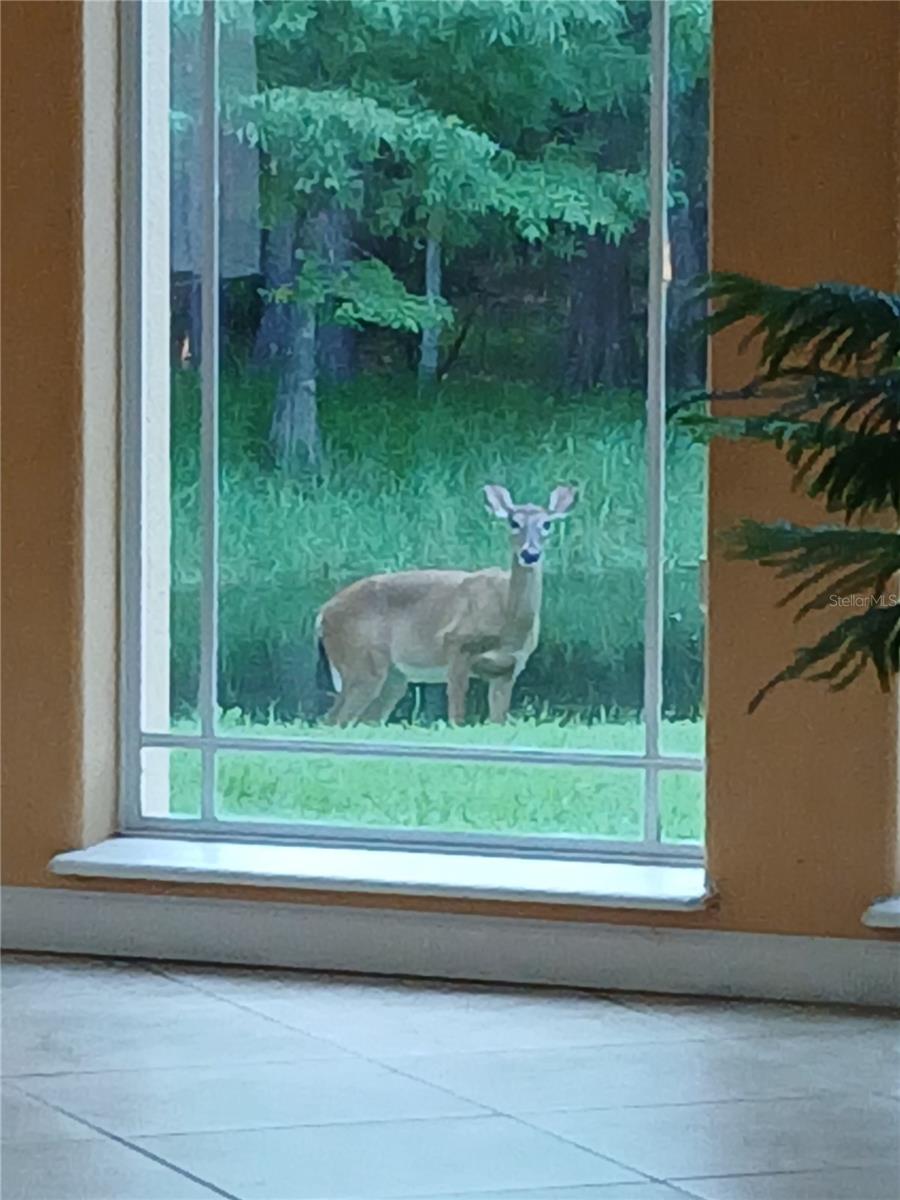 779 E CHAPMAN ROAD