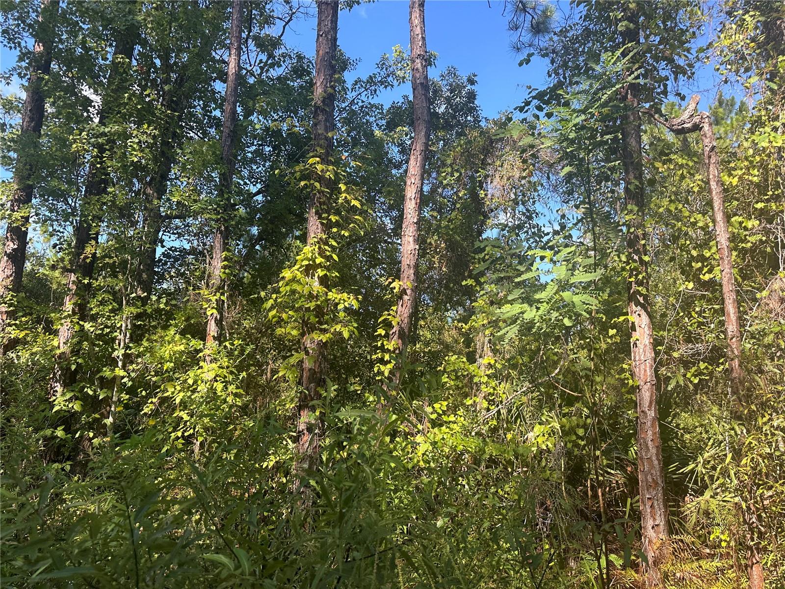 Discover a rare opportunity to own over 3 acres of land in the peaceful community of Ft. McCoy, FL. Whether you’re dreaming of building your own spec home or seeking a private retreat for recreation, this quiet slice of Florida paradise is ready to make your vision a reality.
Located in vibrant Marion County, this property sits within a region rich in natural beauty and cultural offerings. Just a short drive away, discover the enchanting destinations of Silver Springs State Park, Salt Springs, & Ocala National Forest. The location is perfect for those outdoor lovers who would like to explore the charm of old Florida. Explore the Ocala National Forest’s miles of hiking, biking, paddling, and wildlife terrain.
Embrace Ocala’s equestrian legacy—the Horse Capital of the World®—through scenic farm tours, events, and even the Painted Horse Trail. For adrenaline seekers, enjoy zip-lining at The Canyons or tackling Santos Trails by bike. Seek tranquility in Sholom Park’s themed gardens or let the family enjoy play areas at Tuscawilla Park.
Cultural delights await too—from the Appleton Museum of Art to the Don Garlits Museum of Drag Racing, plus historical gems like Fort King and the Silver River Museum. Nearby, the World Equestrian Center offers upscale equine events, dining, and relaxation. Whether for outdoor adventuring, history, art, or equestrian passion, this property anchors you in the heart of Marion County’s best.