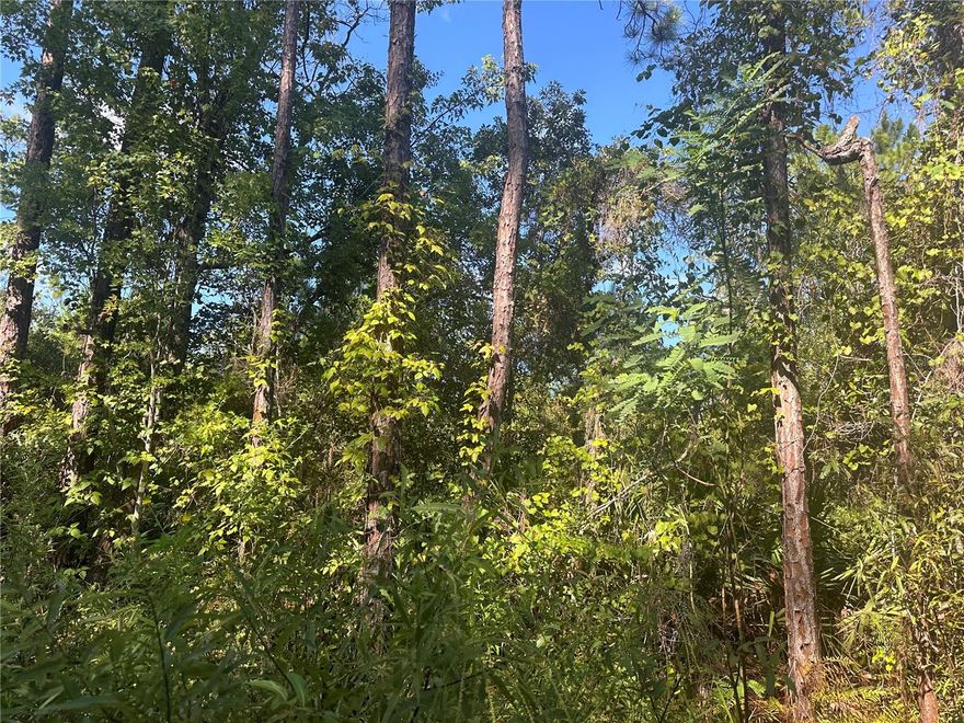 Discover a rare opportunity to own over 3 acres of land in the peaceful community of Ft. McCoy, FL. Whether you’re dreaming of building your own spec home or seeking a private retreat for recreation, this quiet slice of Florida paradise is ready to make your vision a reality.

Located in vibrant Marion County, this property sits within a region rich in natural beauty and cultural offerings. Just a short drive away, discover the enchanting destinations of Silver Springs State Park, Salt Springs, & Ocala National Forest. The location is perfect for those outdoor lovers who would like to explore the charm of old Florida. Explore the Ocala National Forest’s miles of hiking, biking, paddling, and wildlife terrain. Boaters will enjoy being close to Lake Oklawaha which ultimatley connects to the Oklawaha River, Lake George, & St. John's River. 

Embrace Ocala’s equestrian legacy—the Horse Capital of the World®—through scenic farm tours, events, and even the Painted Horse Trail. For adrenaline seekers, enjoy zip-lining at The Canyons or tackling Santos Trails by bike. Seek tranquility in Sholom Park’s themed gardens or let the family enjoy play areas at Tuscawilla Park. 

Cultural delights await too—from the Appleton Museum of Art to the Don Garlits Museum of Drag Racing, plus historical gems like Fort King and the Silver River Museum. Nearby, the World Equestrian Center offers upscale equine events, dining, and relaxation. Whether for outdoor adventuring, history, art, or equestrian passion, this property anchors you in the heart of Marion County’s best.