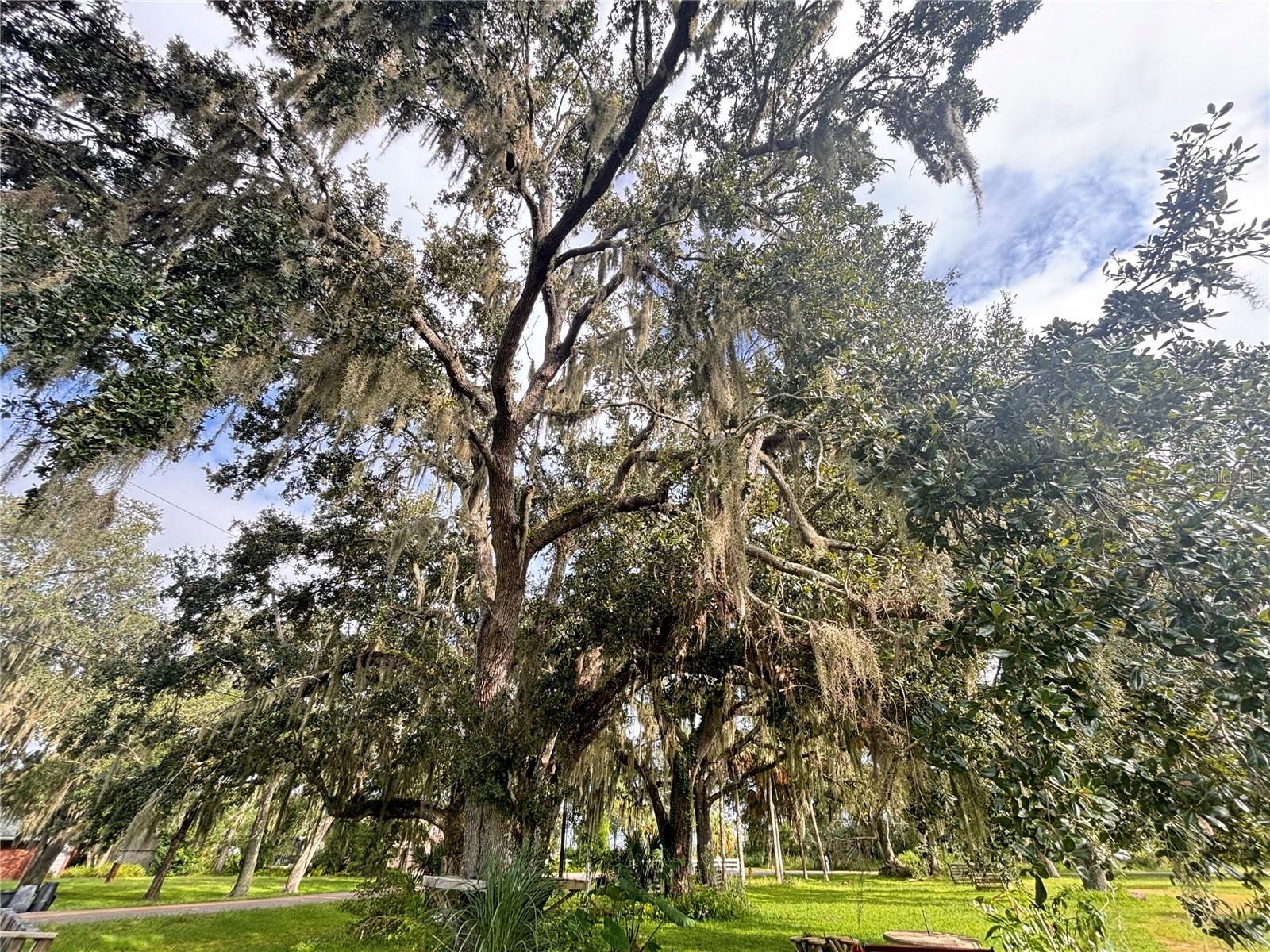 ARCADIA - Residential