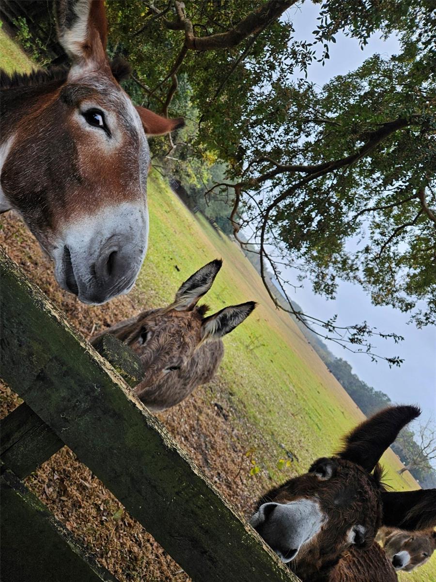 VILLAGES/MARION UN #61 - Residential