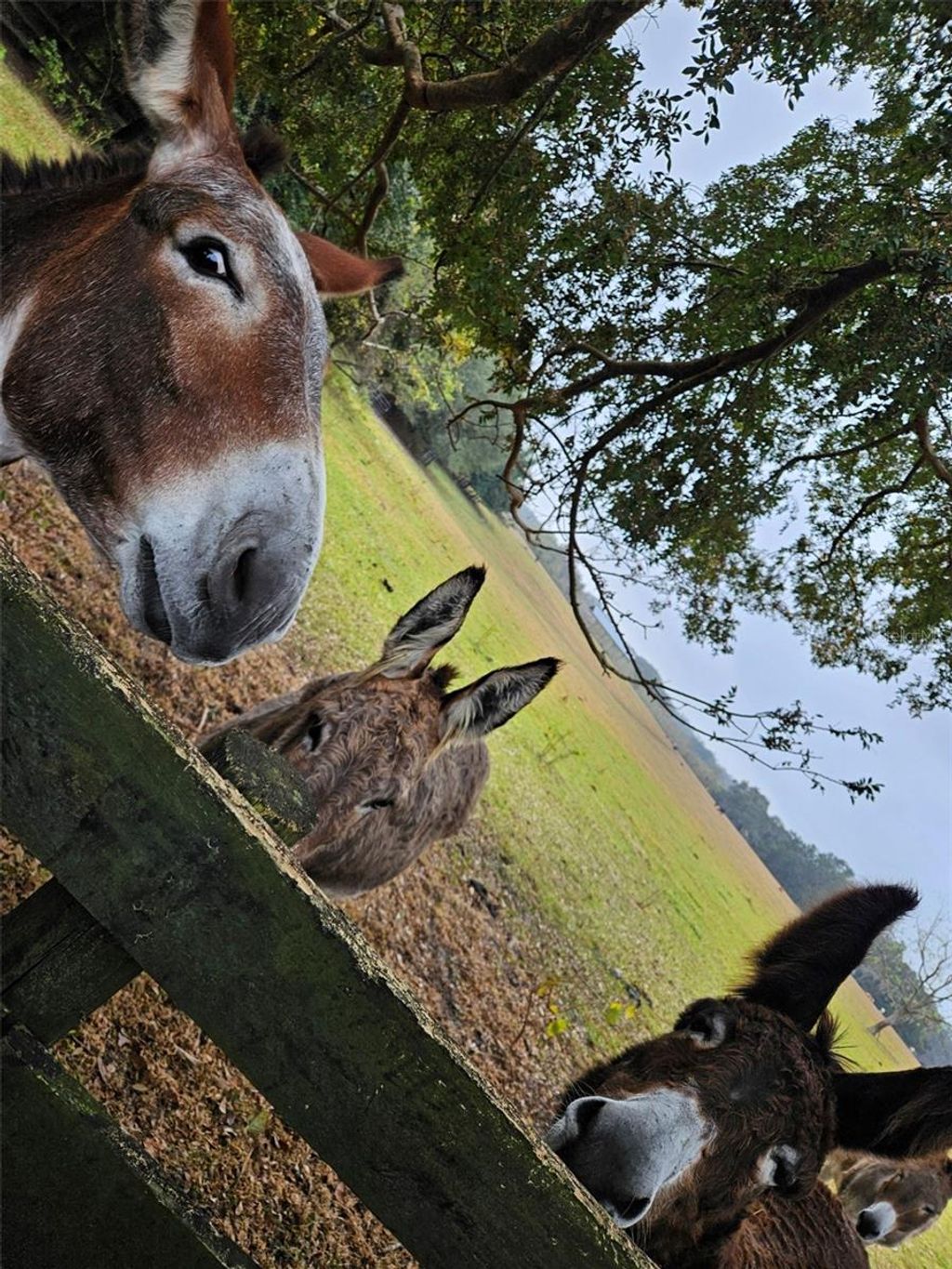 Photo of 17457 SE 76th Flintlock Terrace, The Villages, FL 32162 (MLS # G5107160)