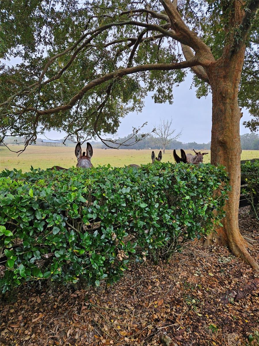 VILLAGES/MARION UN #61 - Residential