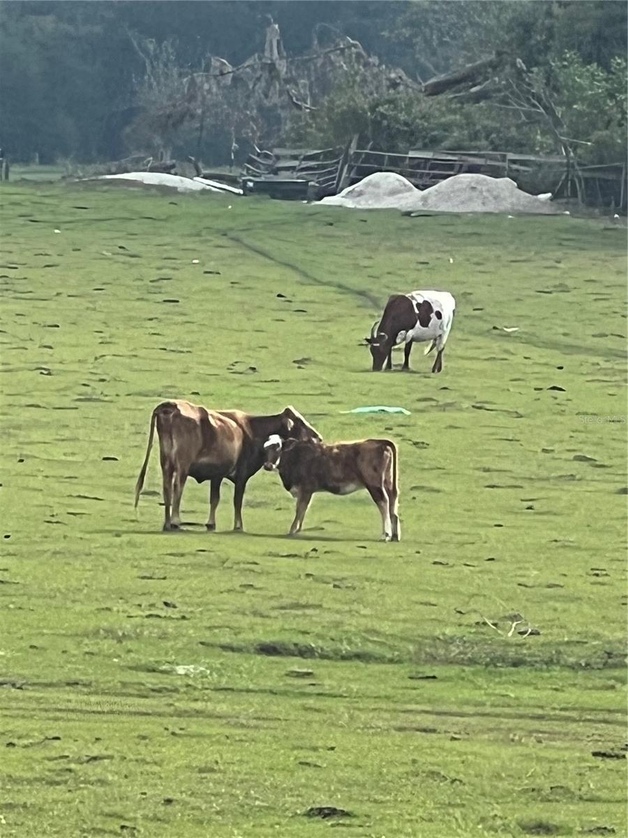 VILLAGES/MARION UN #61 - Residential