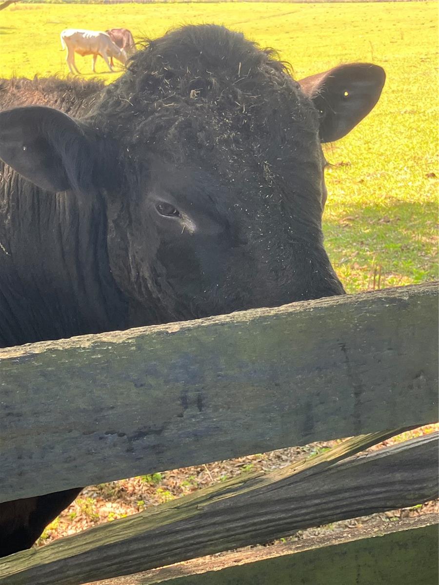 VILLAGES/MARION UN #61 - Residential