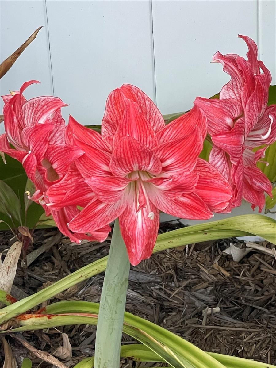 JUNGLE TERRACE SEC D - Residential