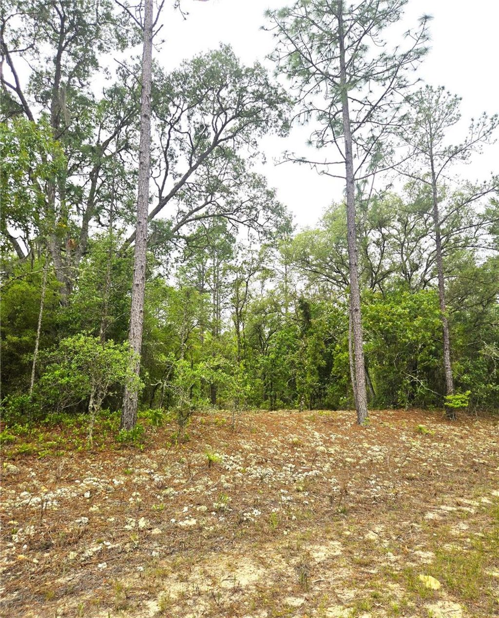 Photo of 576 E Nemo Drive, Dunnellon, FL 34434 (MLS # TB8502375)