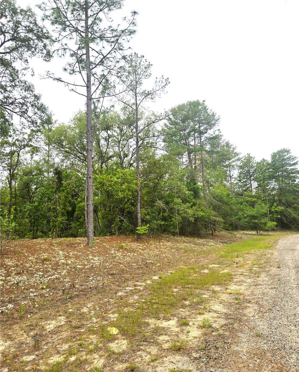 Photo of 576 E Nemo Drive, Dunnellon, FL 34434 (MLS # TB8502375)