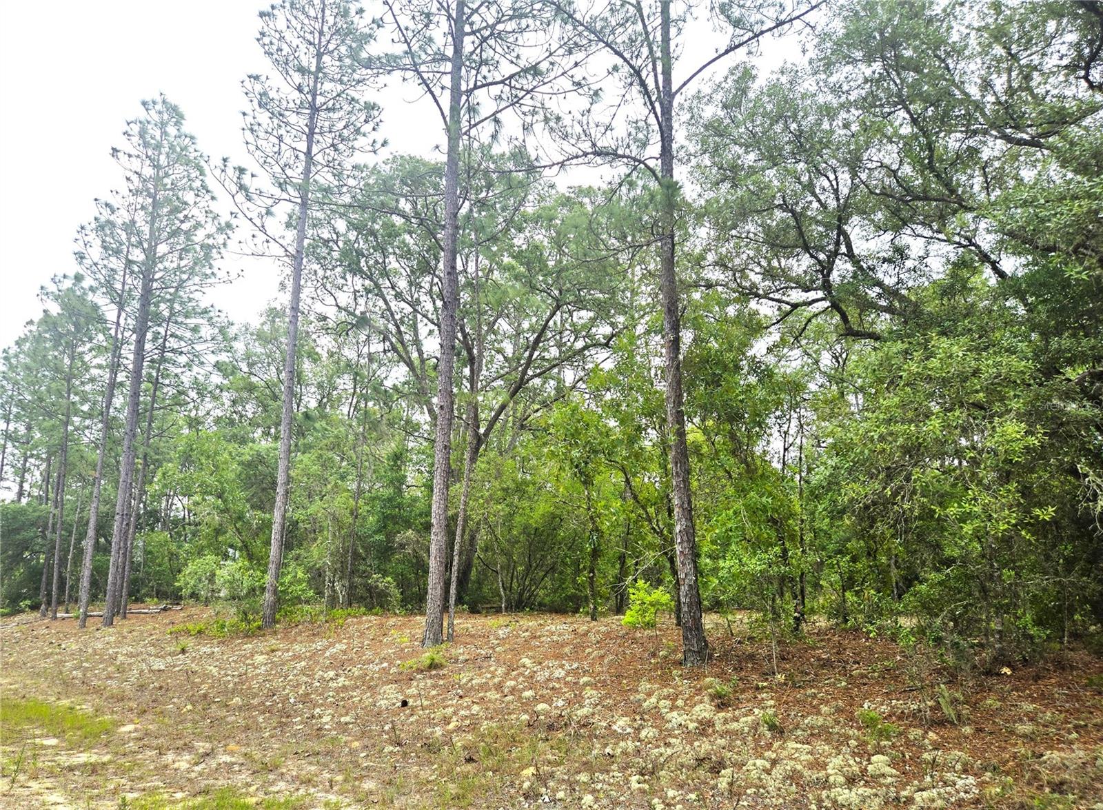 CITRUS SPGS UNIT 19 - Land