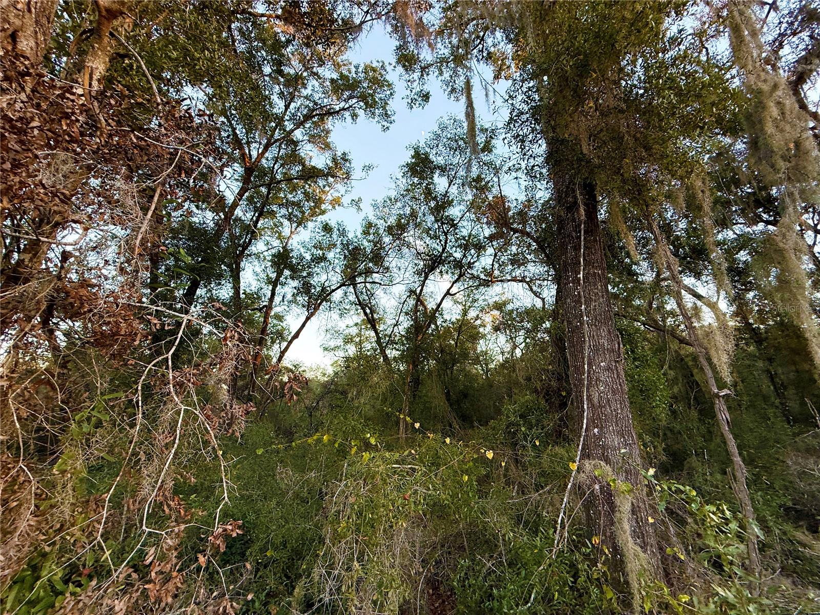 OAK FOREST ESTATES (OAK RIDGE ESTATES) - Land