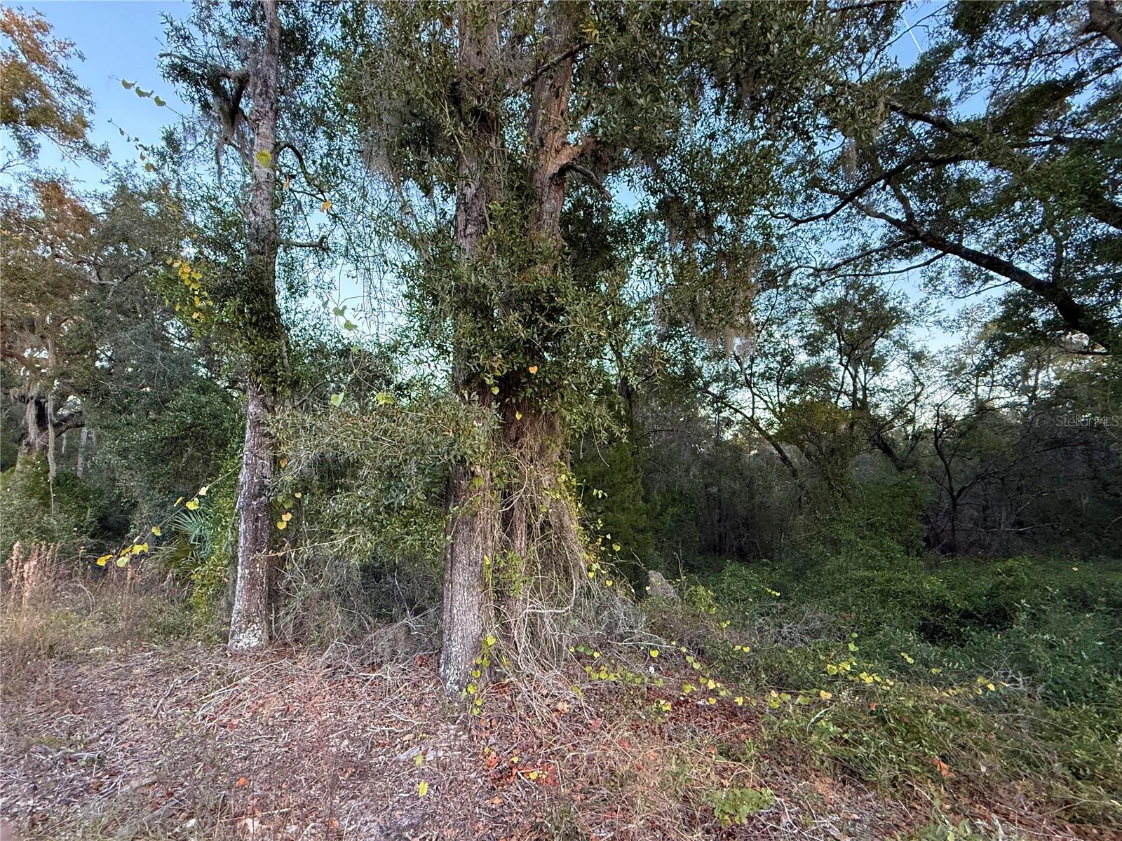 OAK FOREST ESTATES (OAK RIDGE ESTATES) - Land