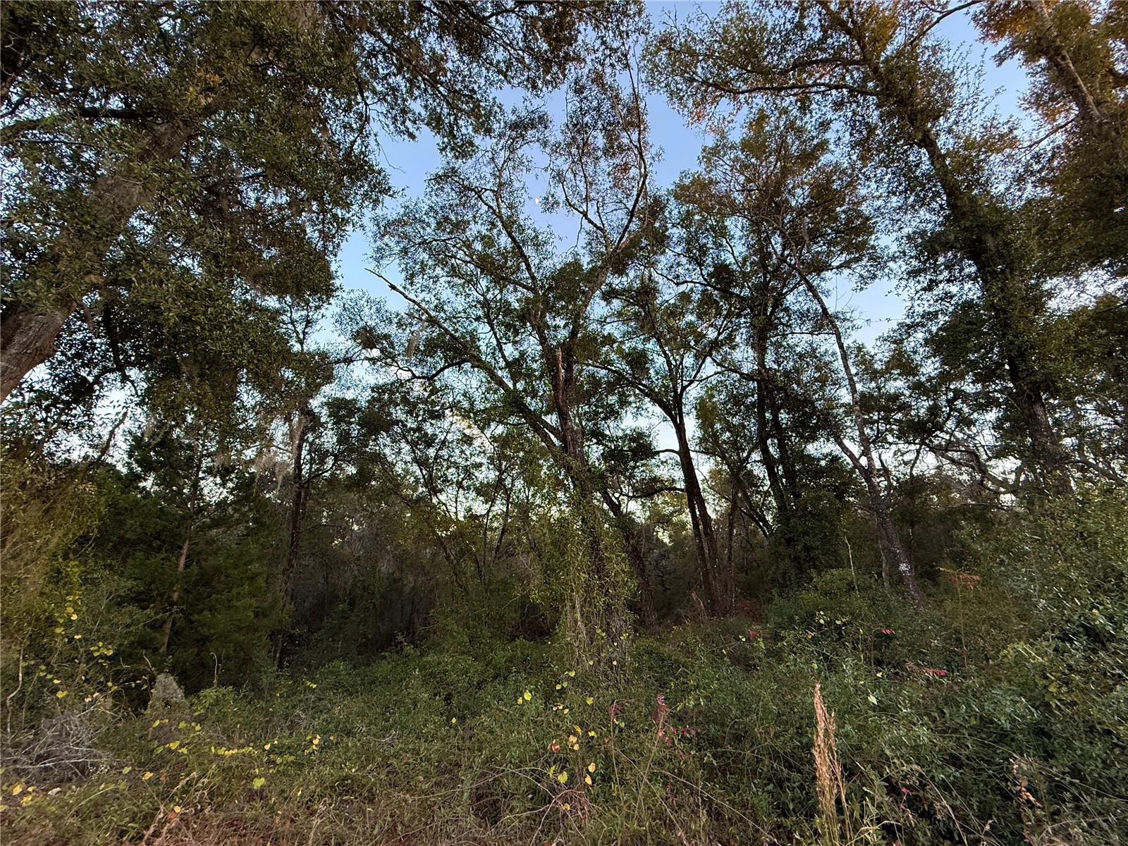 OAK FOREST ESTATES (OAK RIDGE ESTATES) - Land