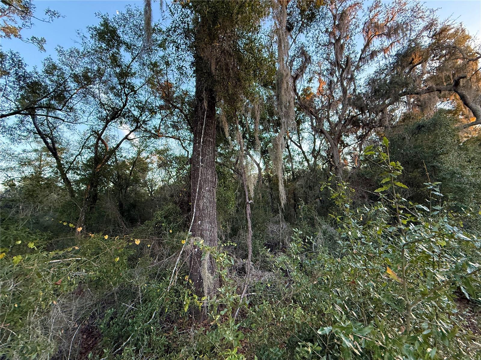 OAK FOREST ESTATES (OAK RIDGE ESTATES) - Land