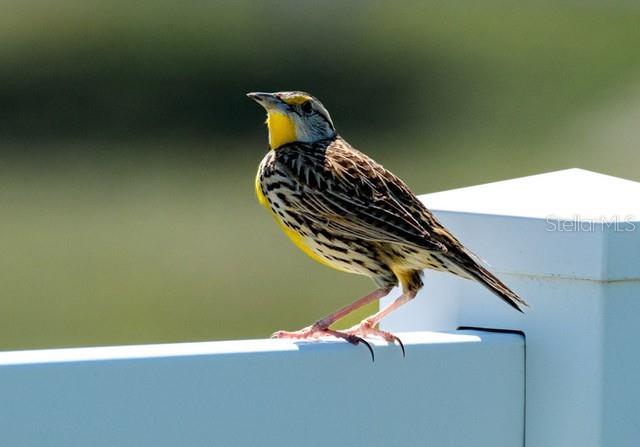 FLORIDA GRANDE MOTOR COACH RESIDENCE - Land