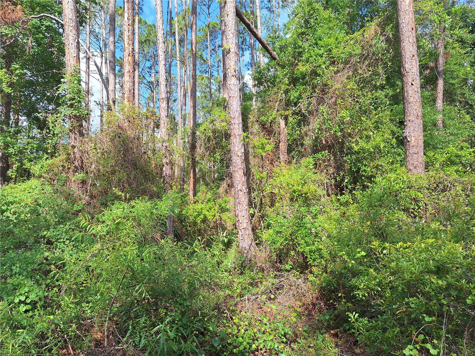 SECLUDED 5-ACRE WOODED RETREAT WITH INCOME POTENTIAL – No HOA!
Tucked away at the end of a quiet dead-end cul-de-sac, this private 5-acre parcel is ready and waiting for your vision. Planted in income-producing pines, this property provides plenty of space for your dream home, garden, or homestead.
Wake to the sounds of nature each morning. With no HOA restrictions, you will have the freedom to choose between a site-built or manufactured home. Whether you're looking for a serene weekend retreat or a full-time residence, this property is ideal for nature lovers and those seeking space to spread out.
Love the outdoors? You’re just a short 10-minute drive to the historic Suwannee River and only 30 minutes from Florida’s Gulf Coast—perfect for fishing, scalloping, and boating adventures.
BONUS OPPORTUNITY: An adjoining 5-acre parcel is also available for purchase—double your space and possibilities!
Don’t miss this rare opportunity to own a beautiful, versatile piece of North Florida land.