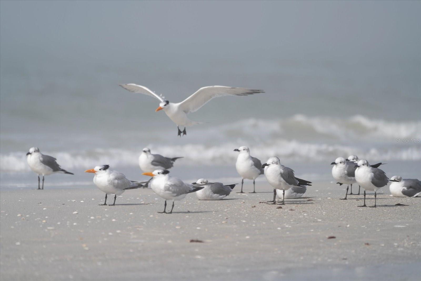 PELICANS POINTE BEACH HOMES - Residential