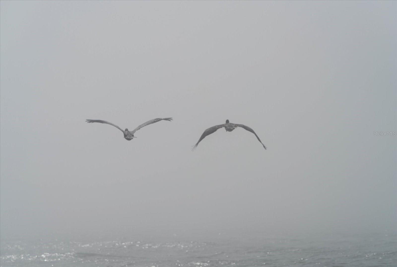 PELICANS POINTE BEACH HOMES - Residential