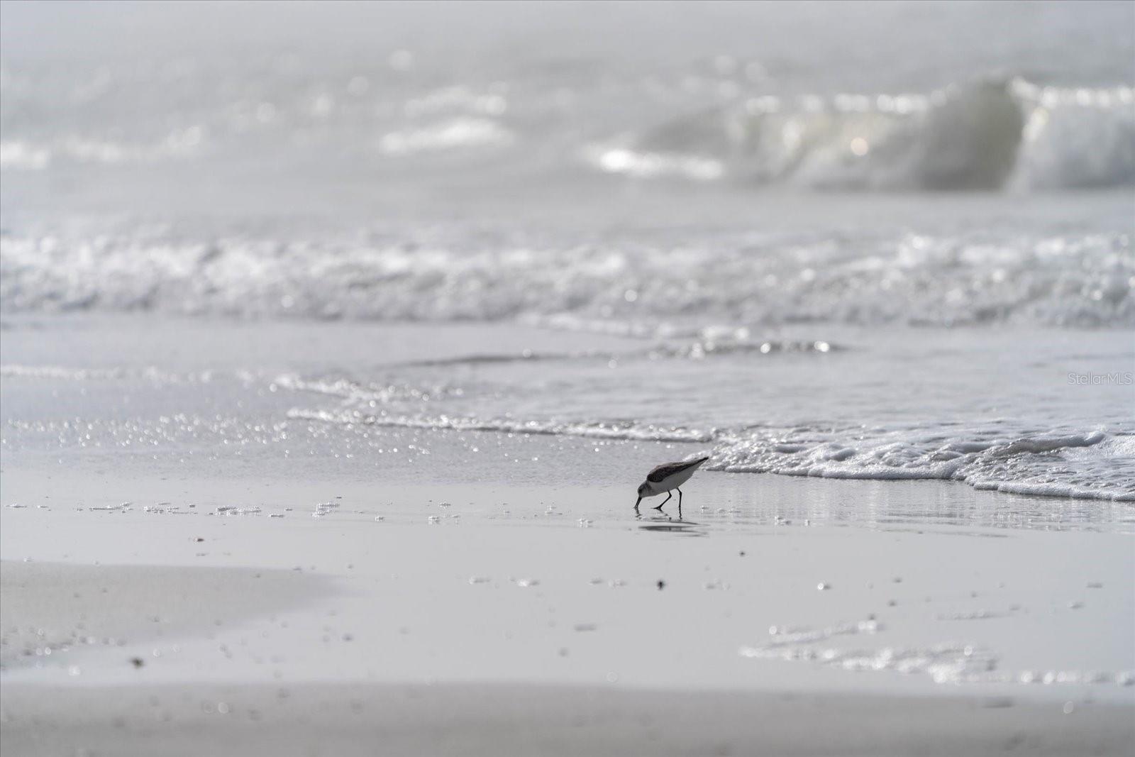 PELICANS POINTE BEACH HOMES - Residential