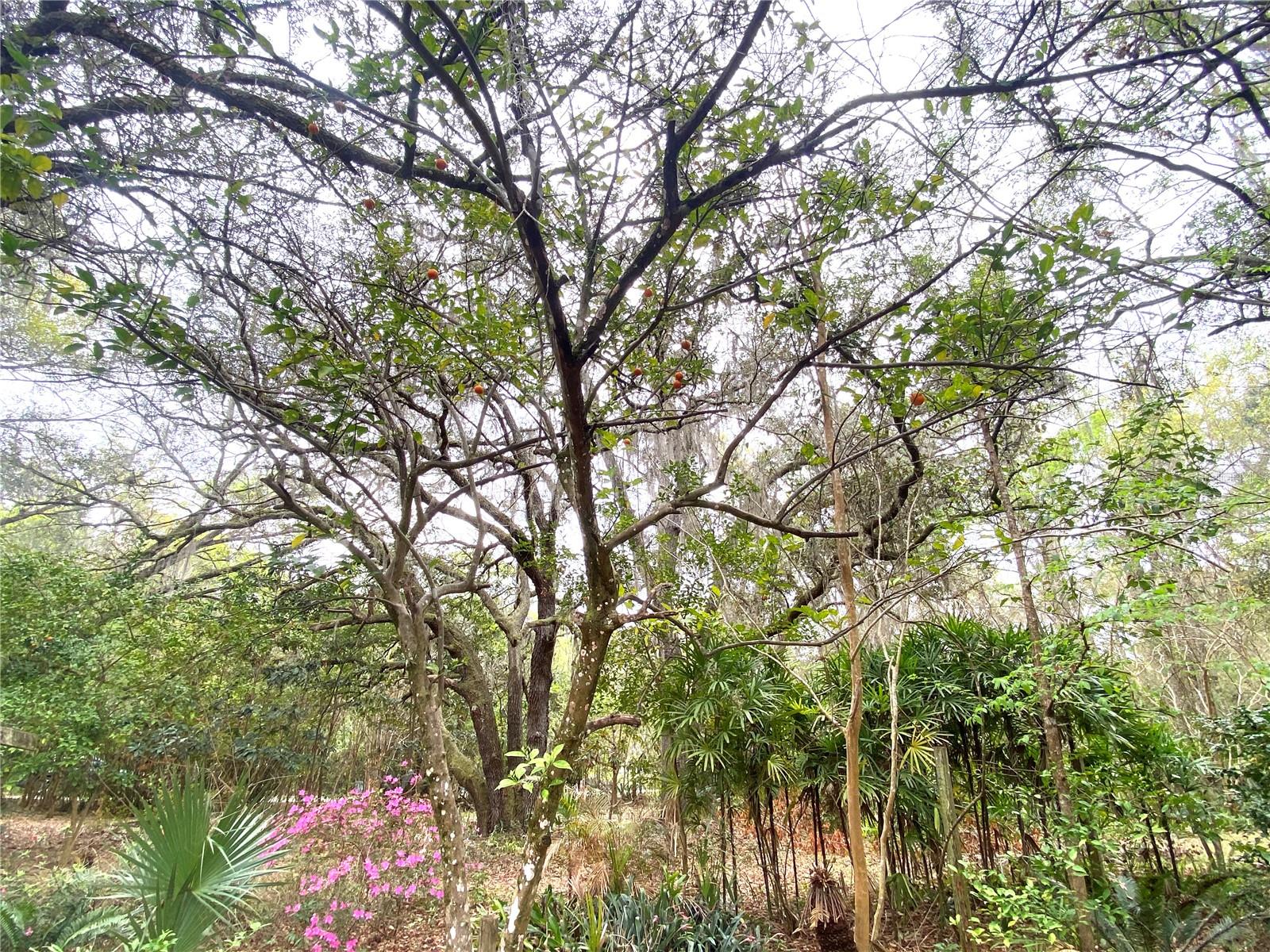 METES AND BOUNDS - Residential