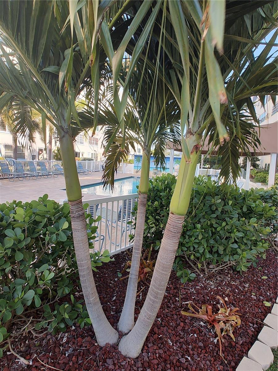 TOWN SHORES OF GULFPORT - Residential