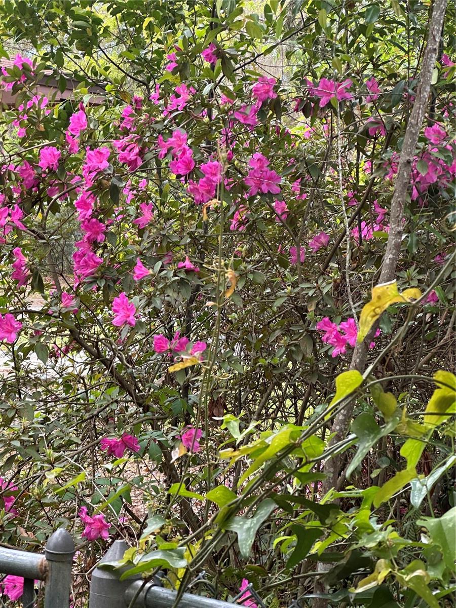 BLACK OAKS - Residential