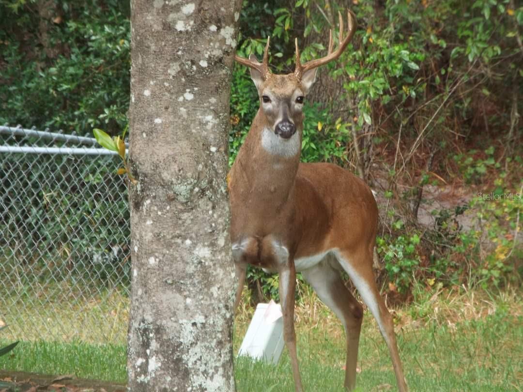 SPRUCE CREEK PRESERVE 07 - Residential