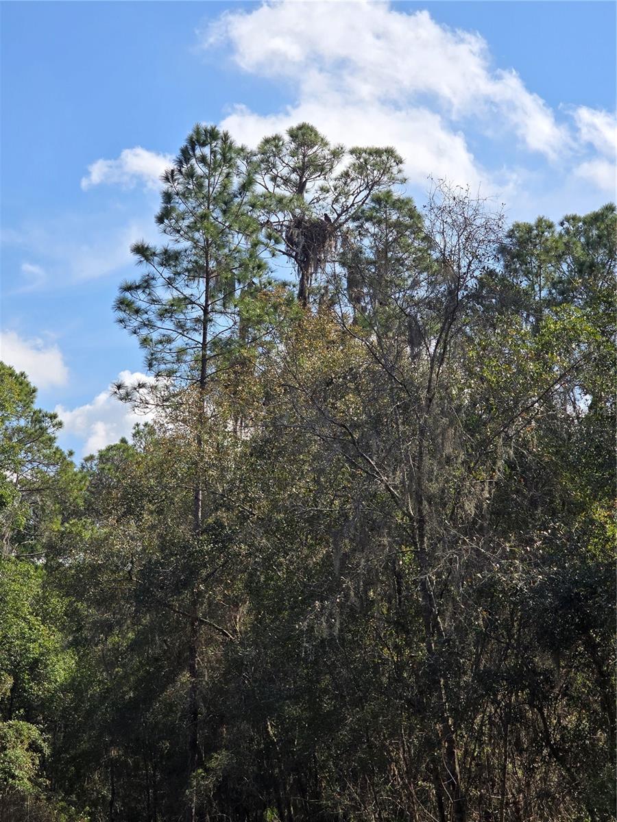 LAKE LOCHLOOSE SHORES - Land