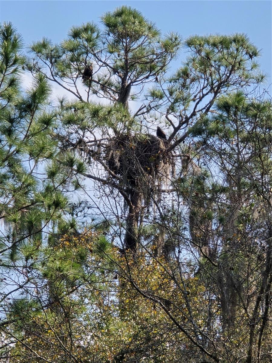 LAKE LOCHLOOSE SHORES - Land
