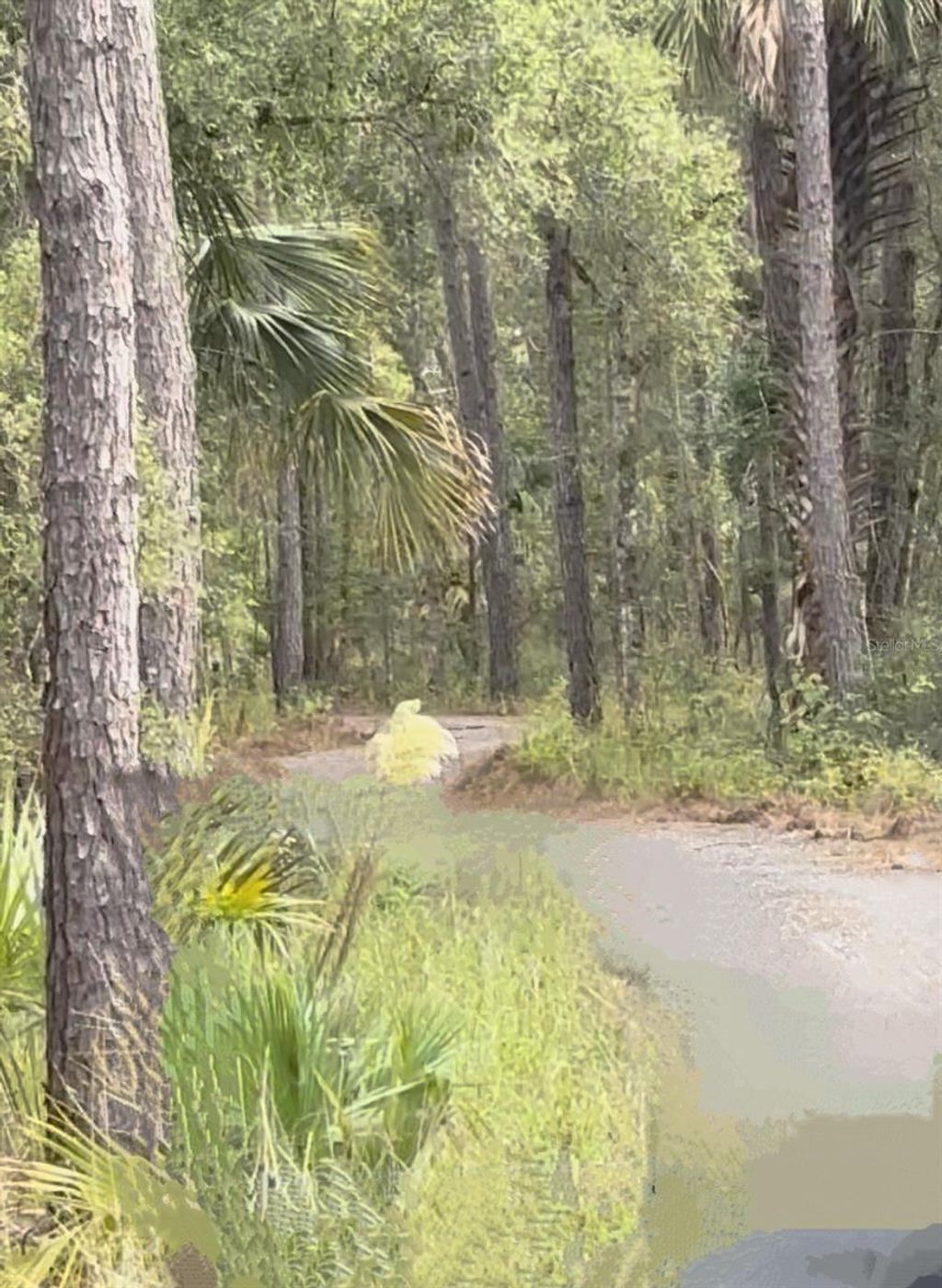 Photo of 000 NE 92nd Ave Rd, Fort Mccoy, FL 32134 (MLS # OM712511)