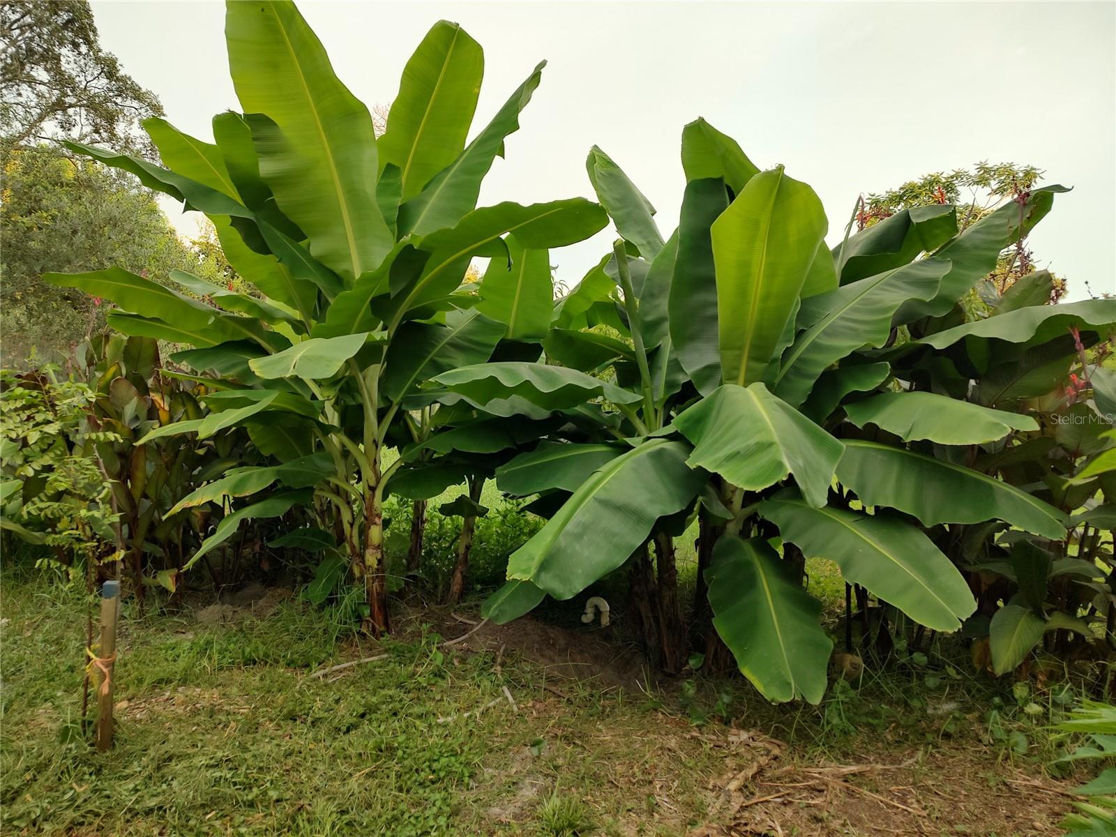 OAKWOOD ACRES - Residential