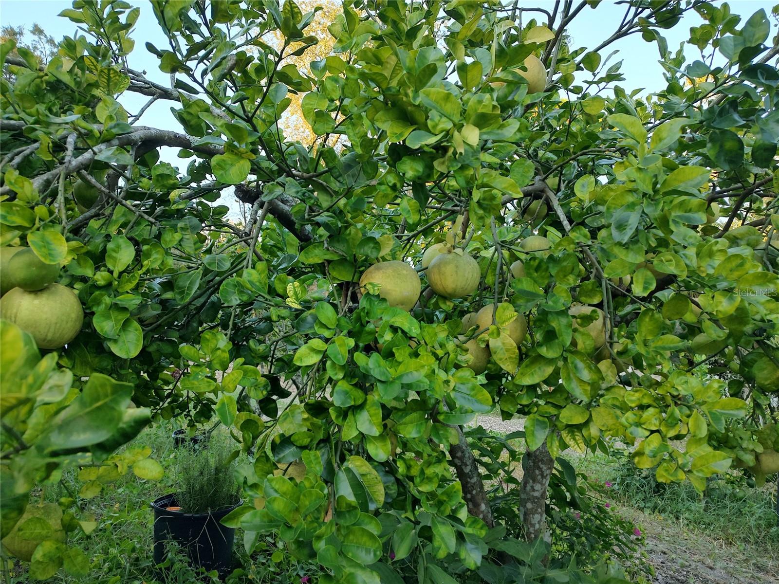 OAKWOOD ACRES - Residential