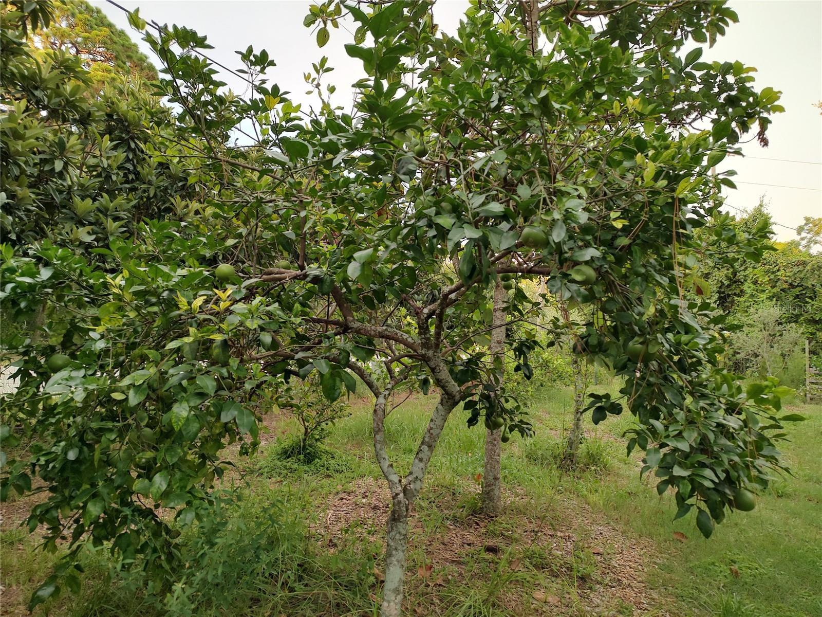 OAKWOOD ACRES - Residential