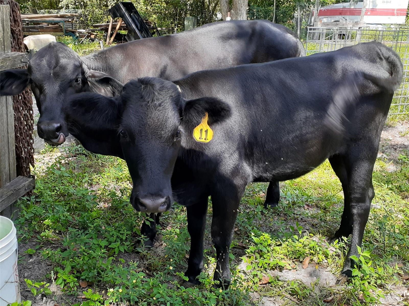 OAKWOOD ACRES - Residential