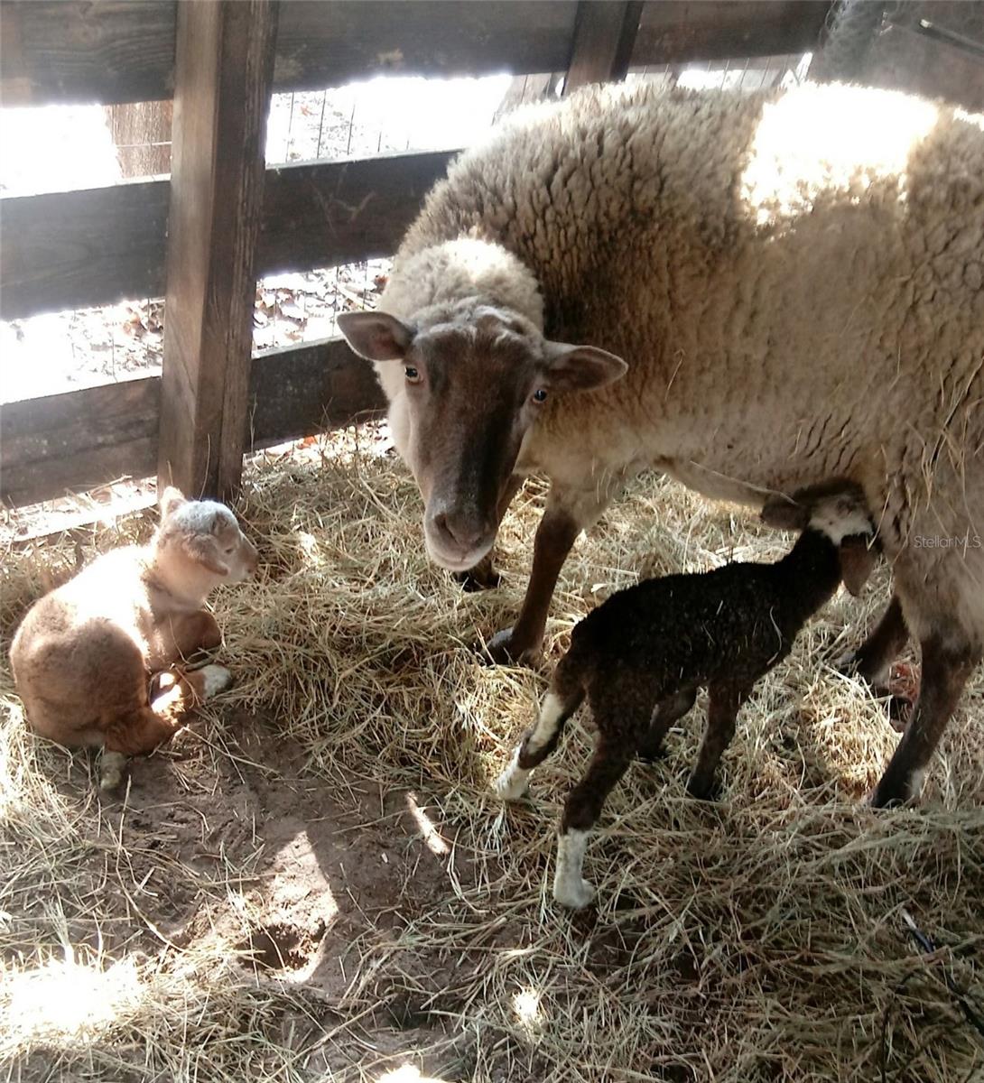 OAKWOOD ACRES - Residential