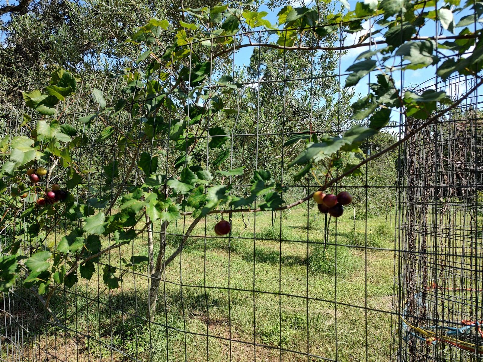 OAKWOOD ACRES - Residential