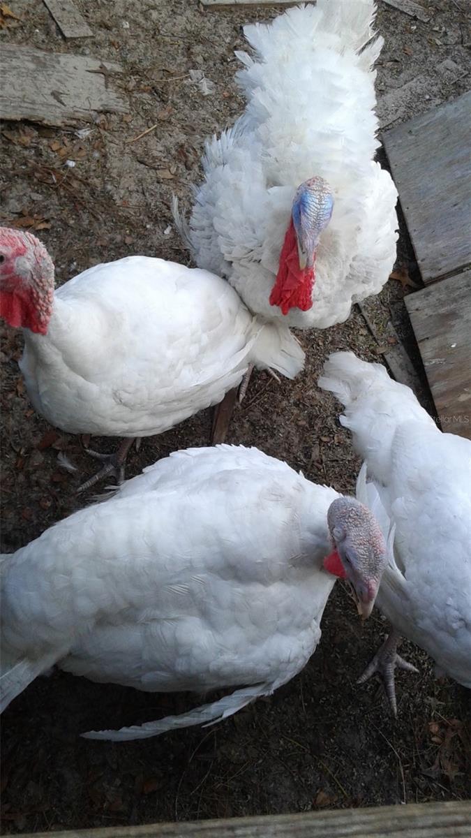 OAKWOOD ACRES - Residential